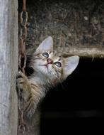 Cat Small Animals