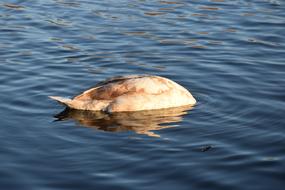Swan Bird Water The Head Of
