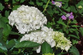 Hydrangeas Flowers Summer