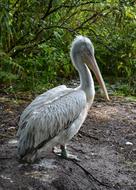 Dalmatian Pelican Bird