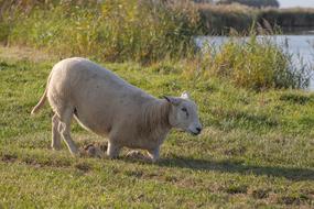 Sheep Wool White
