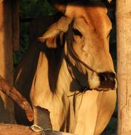 Cow Brown Livestock