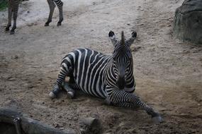 Zebra Zoo Animal