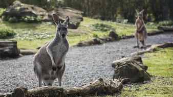 Animal Kangaroo Zoo
