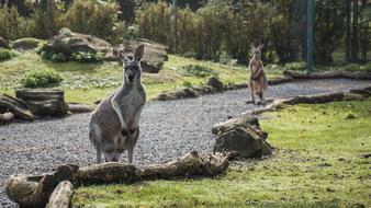 Animal Kangaroo Zoo