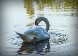 Swan Ave White