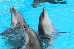 Dolphin Water Animal