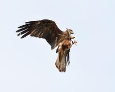 Buzzard Raptor Flight