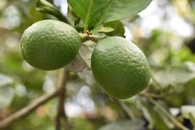 Juicy ripe lemons on a branch