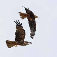 Buzzard Raptor Flight