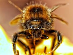 Hummel Insect Close Up