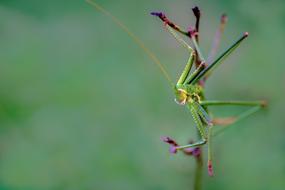 Saga Insect Grasshopper