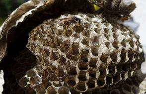 The Hive Wasp Insect