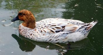Duck Animal Nature Water