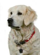 Golden Retriever Isolated Dog