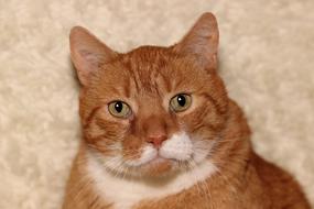 Cat Red Pet
