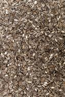 Sunflower seeds fresh delicious