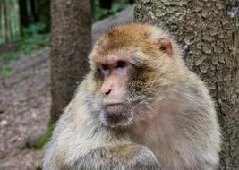 Barbary Ape Animal Monkey Wild