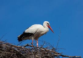 Stork Bird Animal World