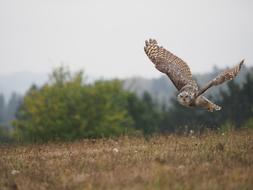 Bird Animal Owl Sabertooth