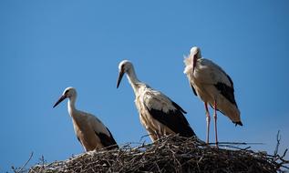 Stork Bird Animal World