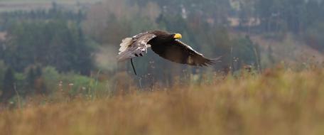 Animal Bird Eagle