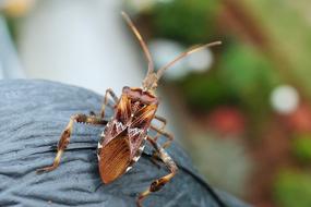 Bug Box Animal