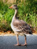 gray goose cute