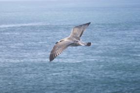Bird Sea Ocean