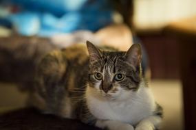 Feline Cat Animal