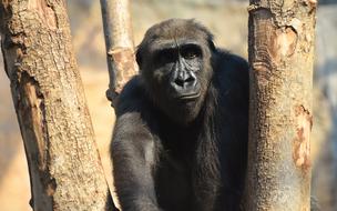 Gorilla Monkey Animal