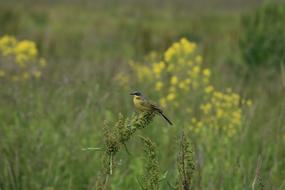 Bird Wagtail Yellow