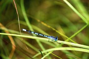 Blue Dragonfly Insect Nature