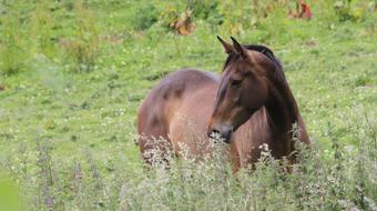 Horse Field Animal