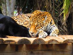 Ounce Feline Zoo