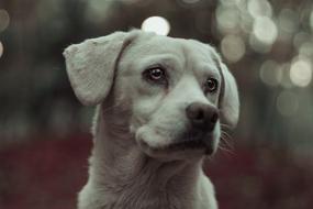 Dog Animal Pet