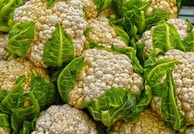 ripe tasty cabbage harvest
