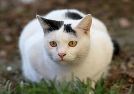 Cat White Black