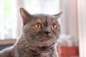 Cat Selkirk Rex British Shorthair