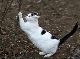 Cat White Black
