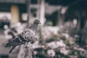 Bird city pigeon