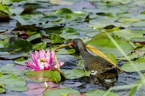 Water Lilies Pond Moorhen