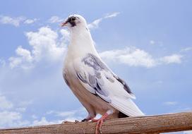 Paloma Ave Bird