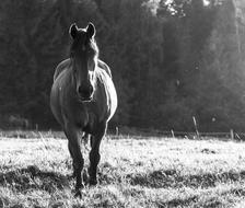 black and white, horse in the pasture on the background of the forest