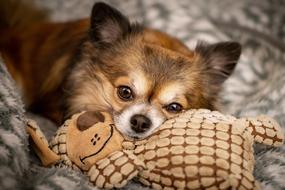 Chihuahua Dog Cute