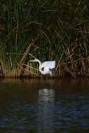 A soaring bird by the lake