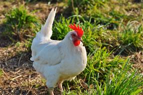white domestic chicken in the grass