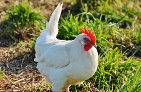 Chicken Hen Poultry Free
