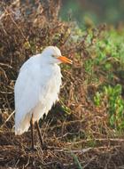 white heron on dry grass