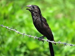 Groove-Billed Ani Groove